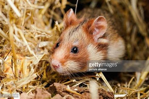 A Field Hamster Sits Between Straw In A Hole In The Ground During The