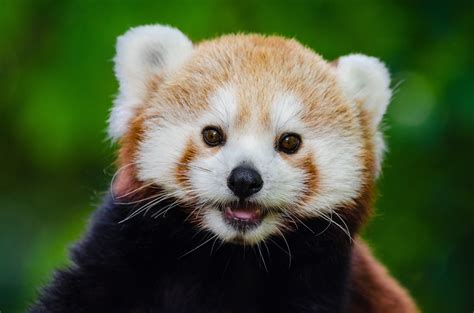 Red Panda Free Stock Photo Public Domain Pictures