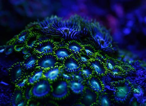 Fluorescent Coral Reefs Under Uv Light Joe Peters Glass