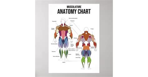 Musculature Anatomy Chart Muscle Diagram Zazzle