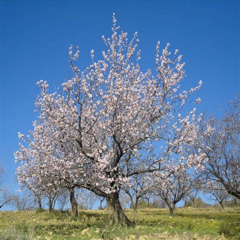 Find & download free graphic resources for almond tree. Almond tree - planting, care, pruning, harvest and diseases