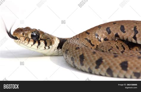 Snake Crawling Image And Photo Free Trial Bigstock