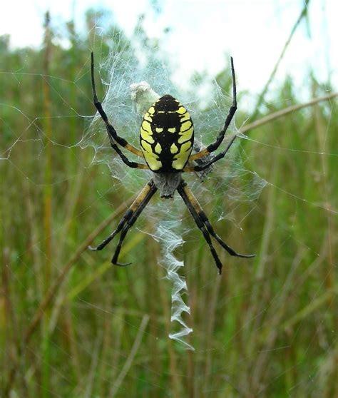 Door To Nature Spiders Do Much More Good Than Harm Door County Pulse