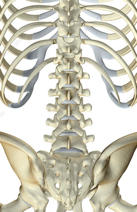 The Bones Of The Lower Back Stock Image F0018756 Science Photo