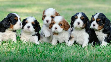 Dog Breed Guide The Cavalier King Charles Spaniel