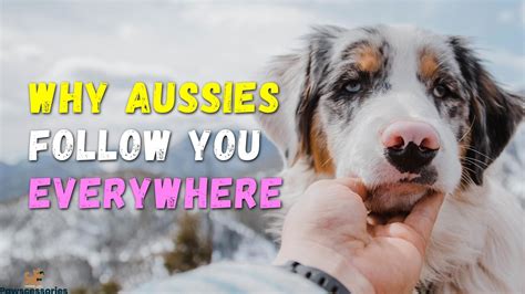9 Weird Reasons Aussies Follow You Everywhere 4 Tips