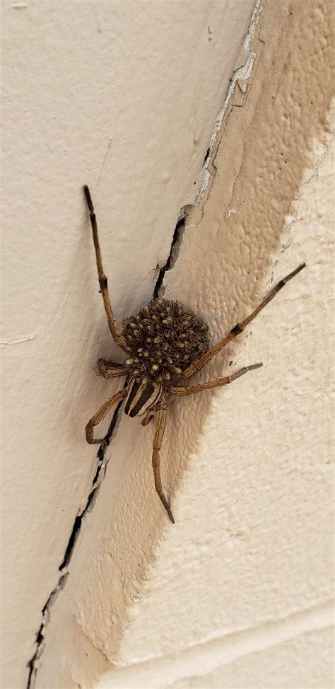 Found This Brown Recluse By My Works Backdoor Spiders