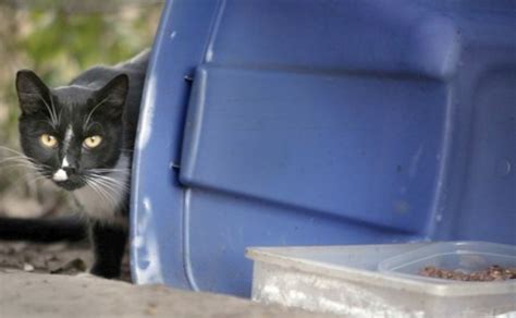 La Citywide Feral Cat Tnr Program Adds Fee For Pet Cats