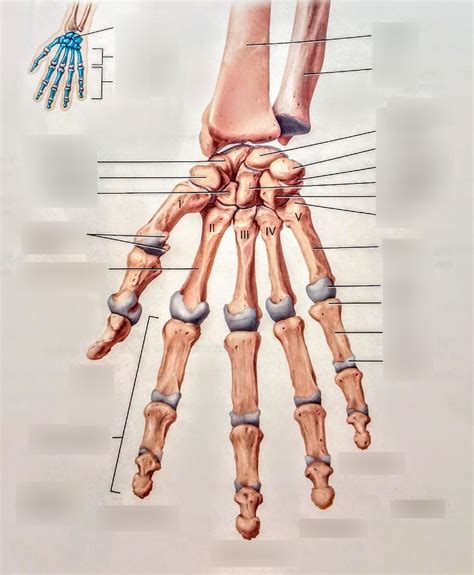 Chapter 6 The Appendicular Skeleton Hand Diagram C Anatomy
