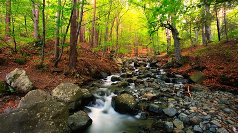 Research Points To Importance Of Tree Cover For Stream Life The Brock