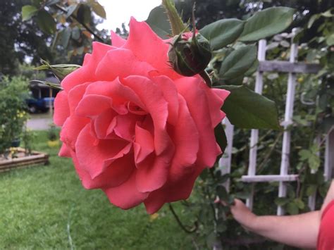 Rose Rosa America In The Roses Database
