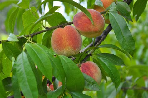 On The Tree Branch Ripe Peach Fruits Stock Photo Image Of Growth