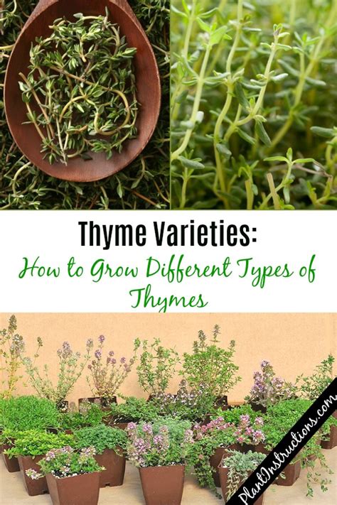 Thyme Varieties How To Grow Different Types Of Thymes Plant Instructions