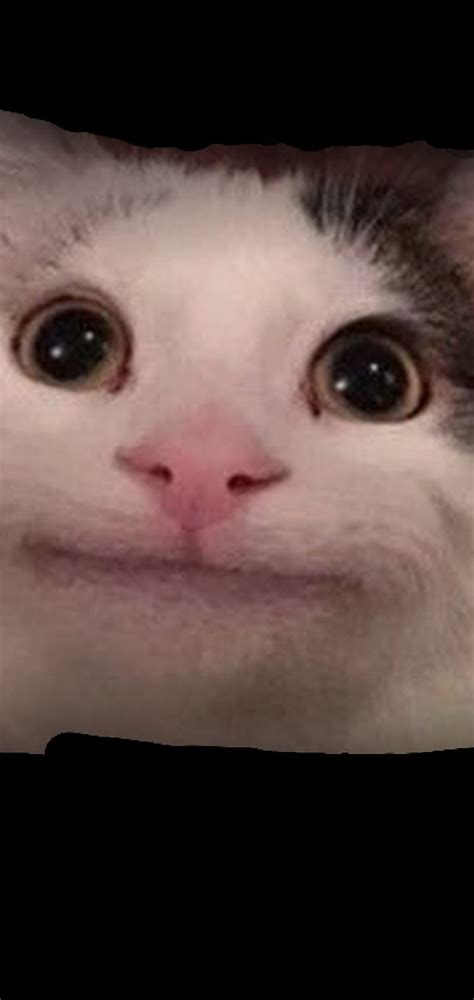Beluga Meme Cat Memes Hd Phone Wallpaper Peakpx