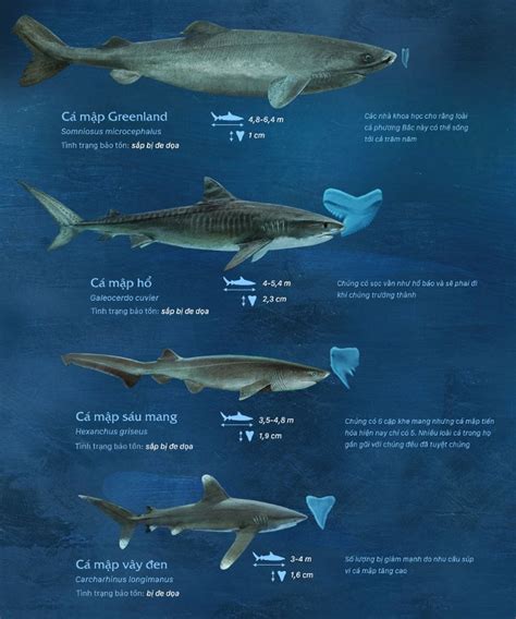 Compare The Size Of Shark Species In The World