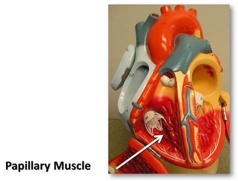 Papillary muscle - The Anatomy of the Heart Visual Atlas, … | Flickr