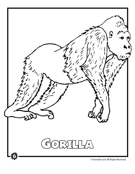 Coloring Pages Of Rainforest Animals Coloring Home