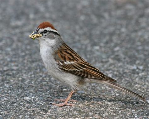 Chipping Sparrow Birdspix