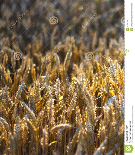 Wheat Field Illuminated By The Sunlight Stock Image Image Of Colorful