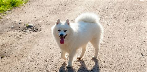 At What Age Is A Spitz Full Grown