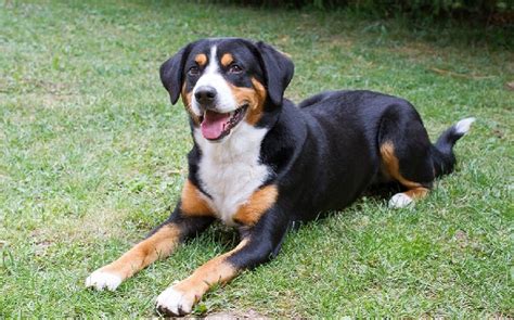 Entlebucher Mountain Temperament And Personality Kid Friendly And Devoted