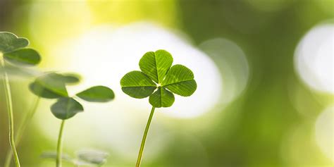 172 59 klee rose clover. Why Are Four Leaf Clovers Considered Lucky? | Sporcle Blog