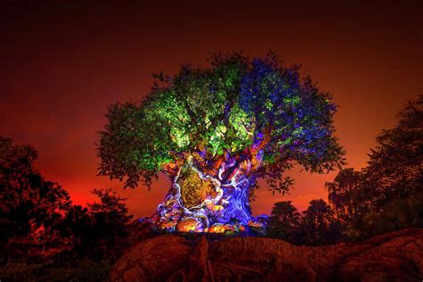 Tree Of Life Awakenings The Lion King Photograph By Mark Andrew Thomas