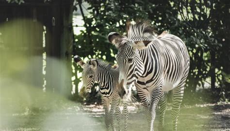 The Jacksonville Zoo Is Home To A New Baby Zebra Jacksonville Magazine