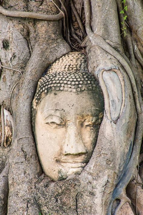 Buddha Head In Tree Roots At Wat Mahathat Stock Image Image Of