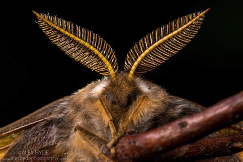 Emperor Moth Male Showing Antennae Saturnia Pavonia Alex Hyde