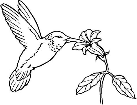Bee hummingbird coloring page from hummingbirds category. Humming Bird Eat From Flower Coloring Page : Color Luna