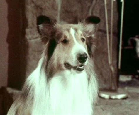 What Kind Of Dog Is Lassie The True Story Hepper