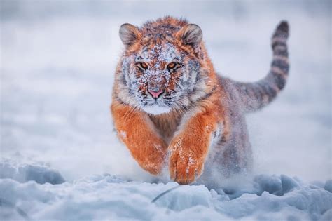 Pegue o papel de parede grátis em várias resoluções. Papel de parede : tigre, Animais, neve, natureza 2048x1365 ...