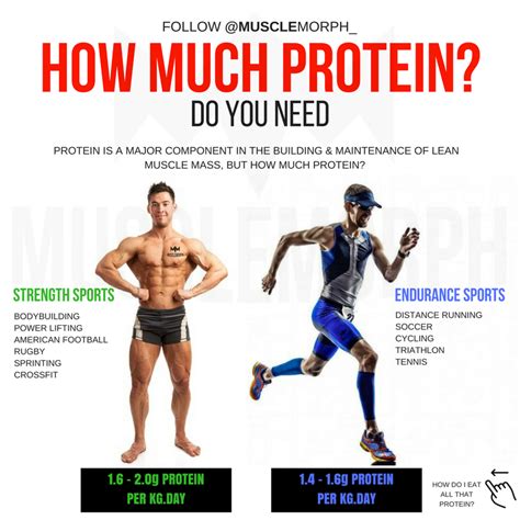 How Much Protein Do You Need Bodybuilding Workouts