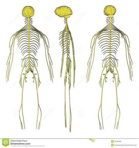 Your nervous system is your body's command center. Image of nervous system stock illustration. Illustration ...