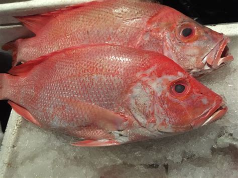 Jenis dari ikan lele cukup banyak, tapi tidak semuany bisa dikonsumsi. Resep Olahan Ikan Kakap Merah yang nikmat dan lezat