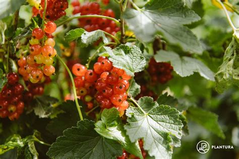Currants From Cultivation To Harvest Plantura