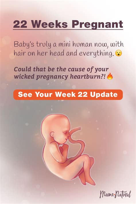 22 Pregnancy Week By Week 22 Weeks Pregnant Belly 22 Weeks Pregnant