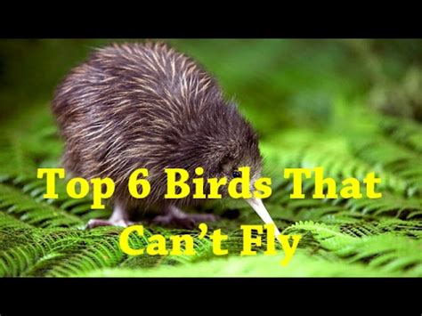 However, generally, it is not legal for you to try to care for the bird on your own. Top 6 Birds That Can't Fly - List Of Flightless Birds ...