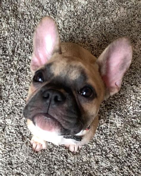 When you are looking for a french bulldog for sale there are some important things to look for. French Bulldog Puppies For Sale | Cullman, AL #313174