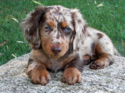 Find dachshund puppies and breeders in your area and helpful dachshund information. I want a female Dachshund exactly, or very similar to this ...