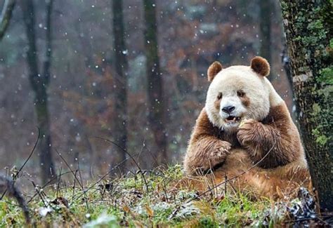 Extremely Rare Brown Panda Memolition