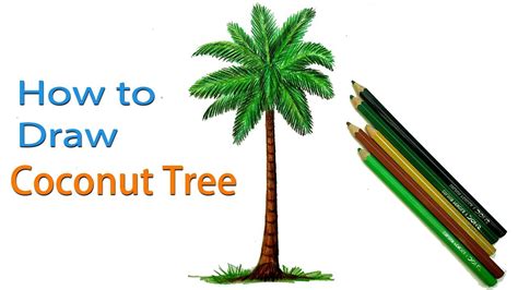 How To Draw Coconut Tree Step By Step Very Easy Youtube