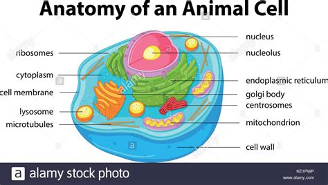 We did not find results for: Animal Cell Drawing Stock Photos & Animal Cell Drawing ...
