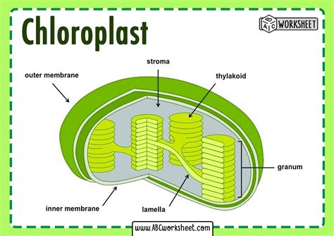 Maybe you would like to learn more about one of these? Chloroplast Structure - ABC Worksheet