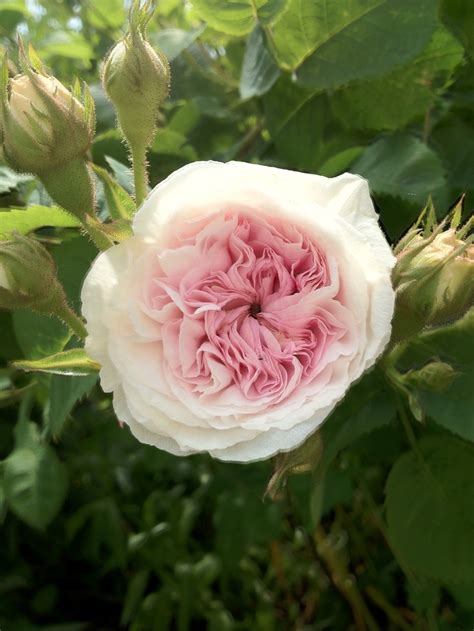 Old English Rose Çiçek