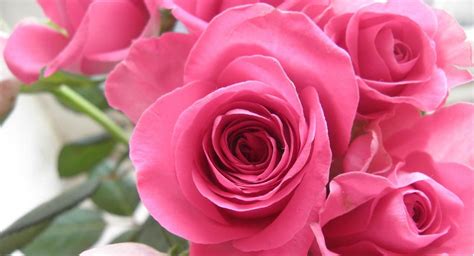 Découvrir 48 Kuva Flor Rosa Colombiana Vn