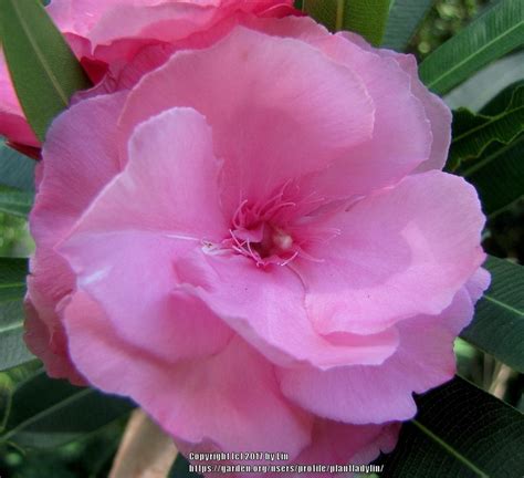 Oleanders Plant Care And Collection Of Varieties