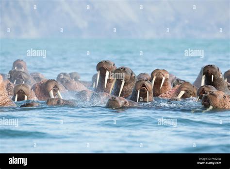 Pacific Walrus Odobenus Rosmarus Divergens Kamchatka Russia Stock