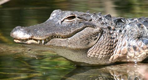 Cassidy Louisiana Delegation Defend Sustainable Louisiana Alligator